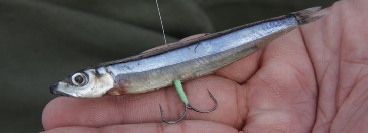 釣れる 魚 で キビナゴ